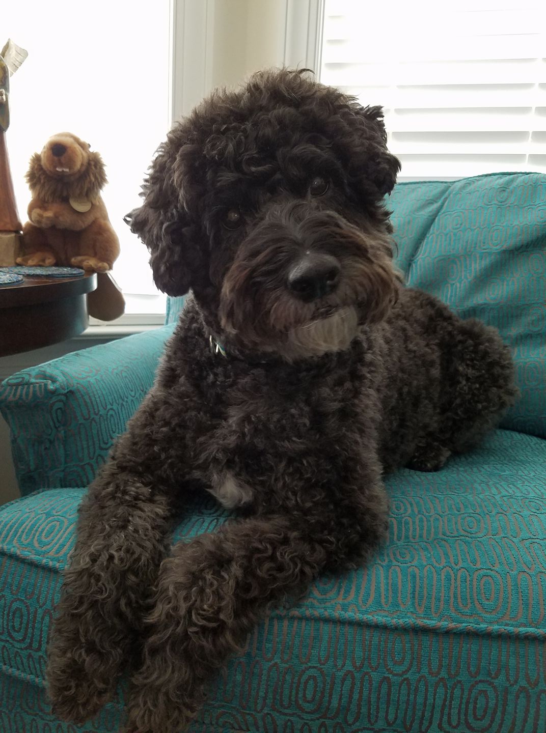 teddy bear schnoodle puppies